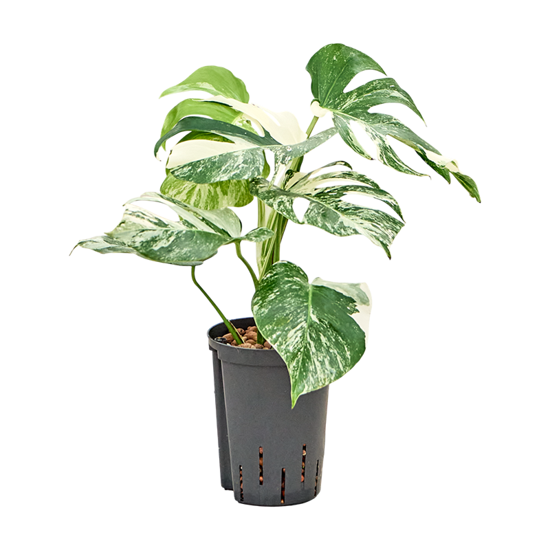 Monstera deliciosa 'Variegatum'