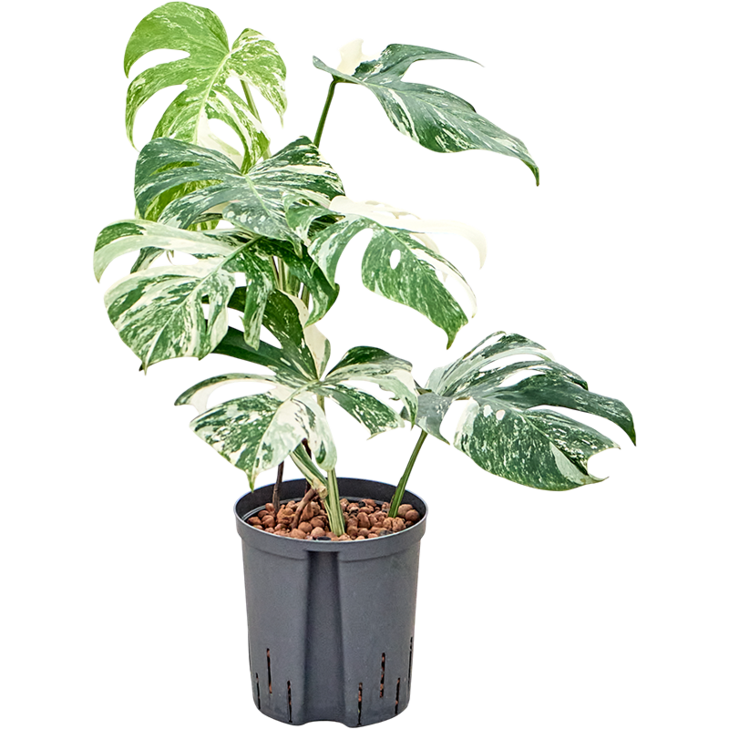 Monstera deliciosa 'Variegatum'