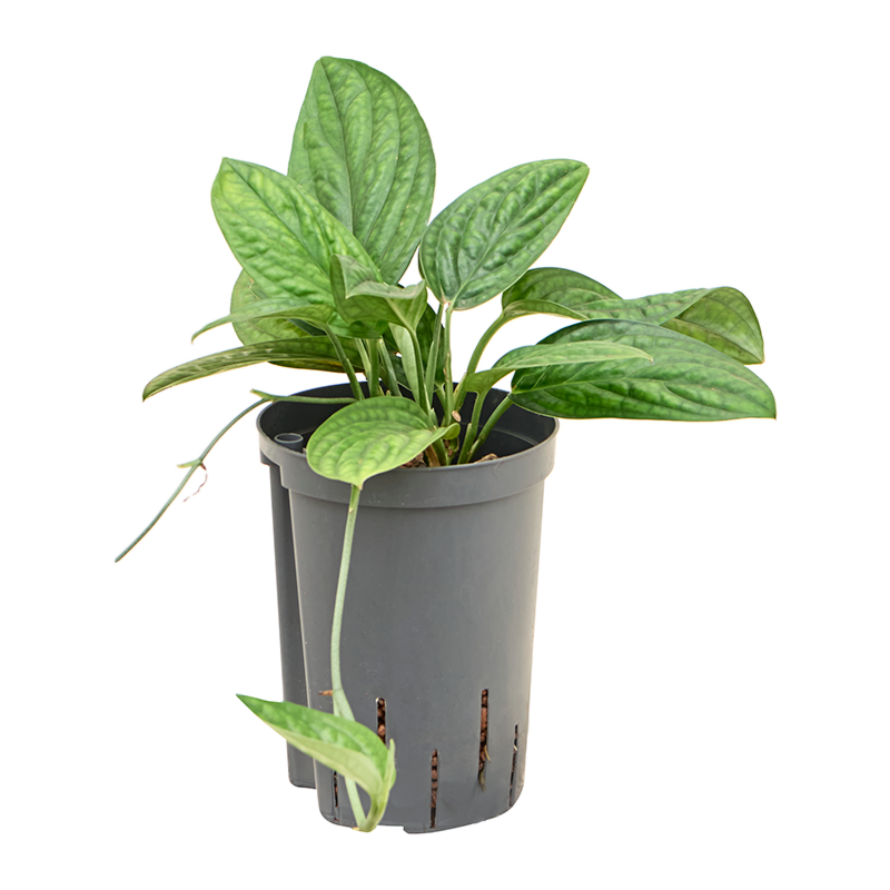 Monstera karstenianum
