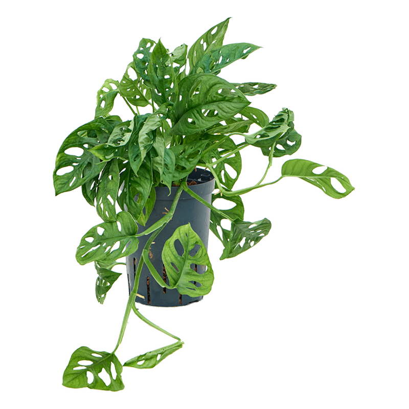 Monstera obliqua