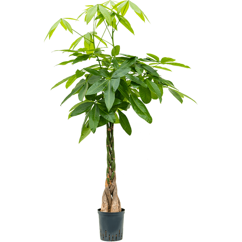 Pachira aquatica