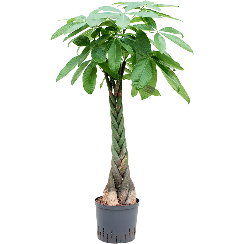 Pachira aquatica
