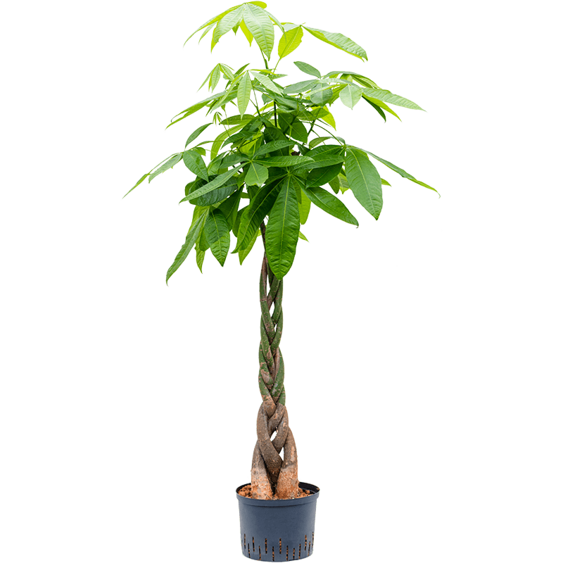 Pachira aquatica