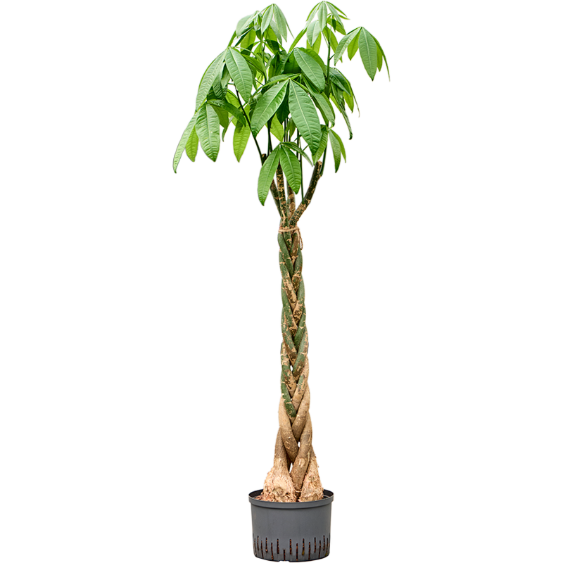 Pachira aquatica
