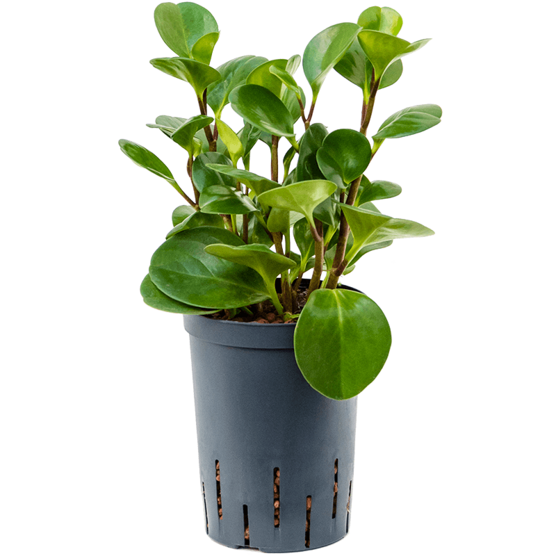 Peperomia obtusifolia 'Green Gold'
