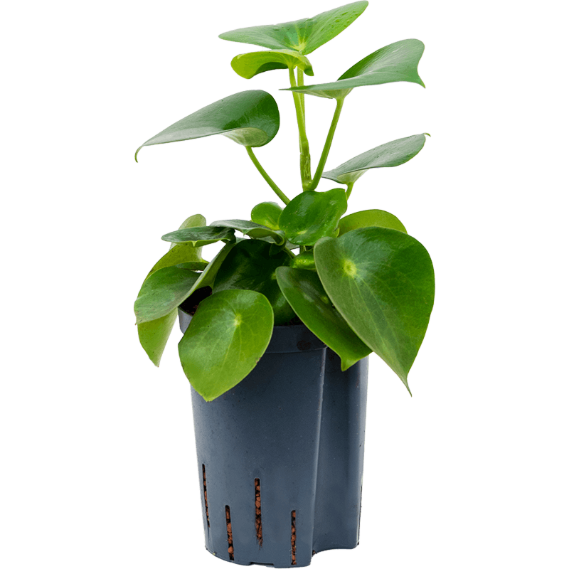 Peperomia polybotrya 'Raindrop'