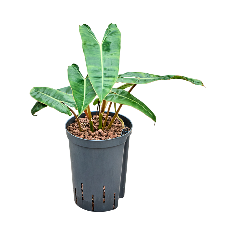 Philodendron 'Billietiae'