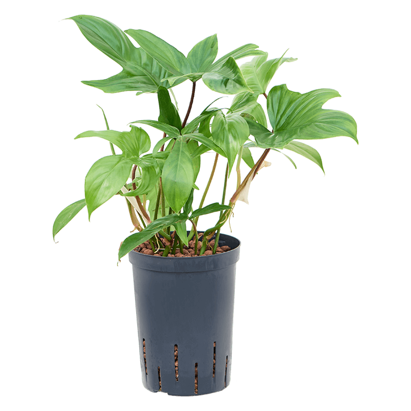 Philodendron 'Florida green'