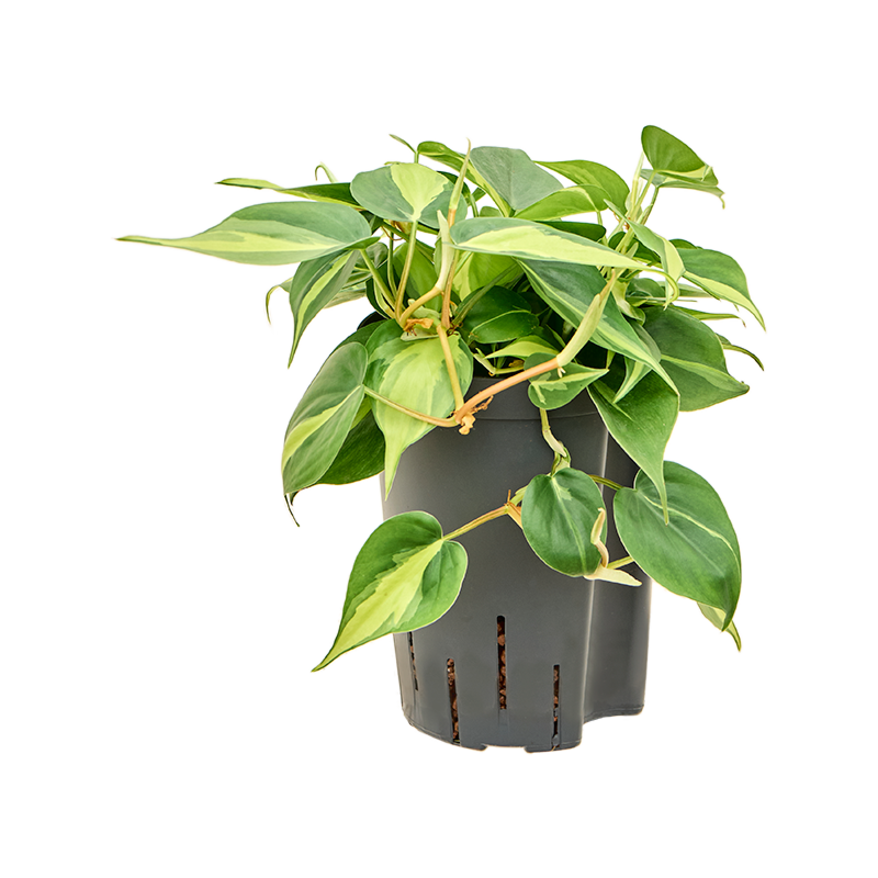Philodendron scandens 'Brasil'