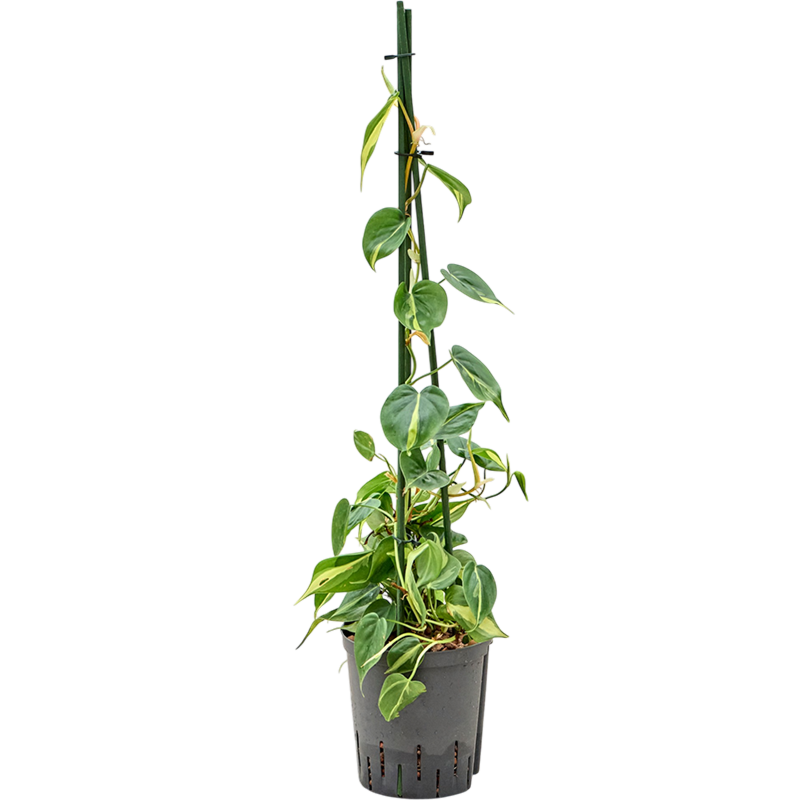Philodendron scandens 'Brasil'