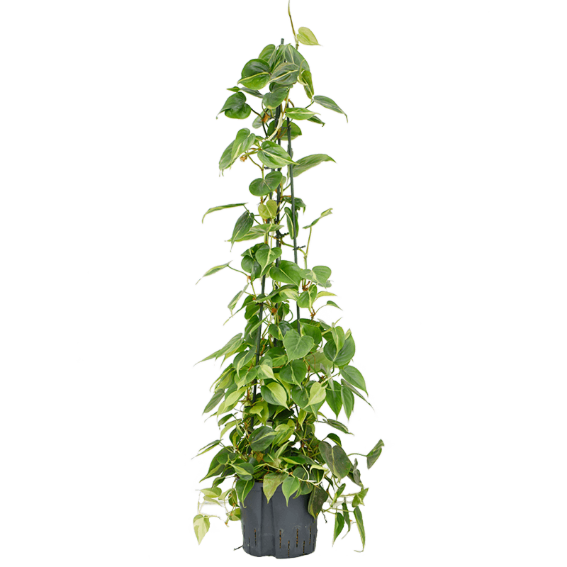 Philodendron scandens 'Brasil'