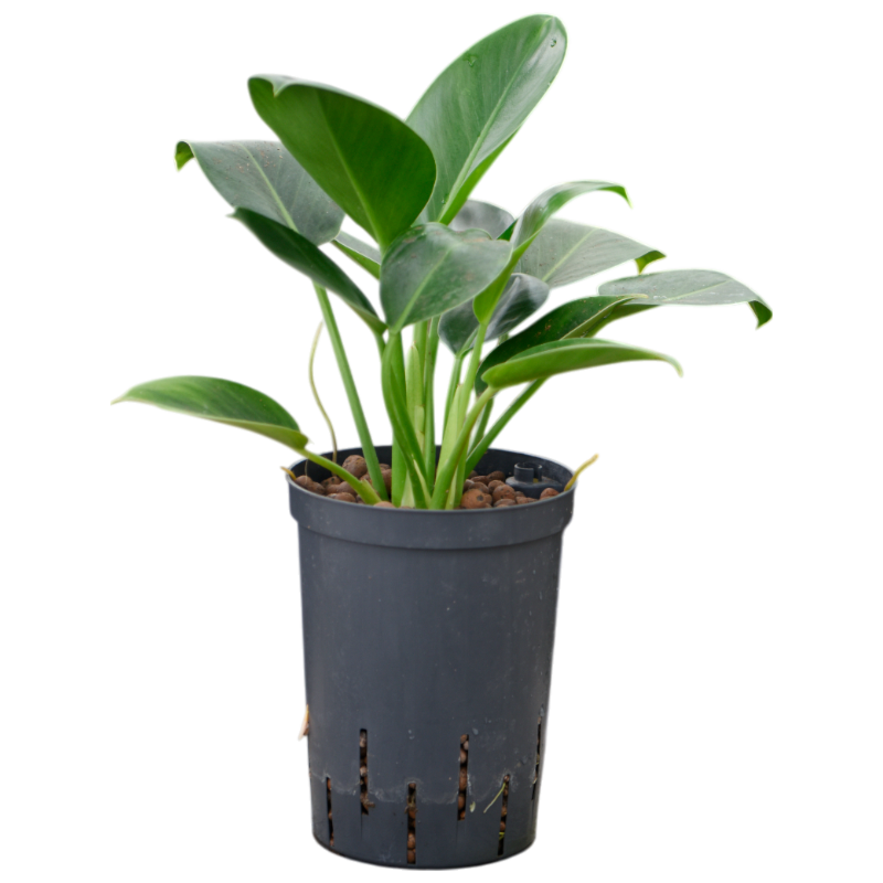 Philodendron 'Green Congo'