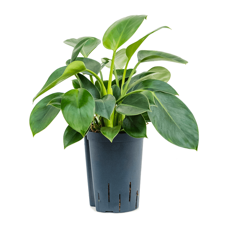 Philodendron 'Green Princess'