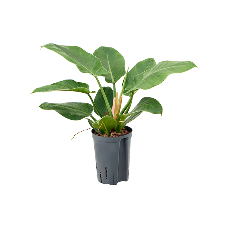Philodendron 'Imperial Green'