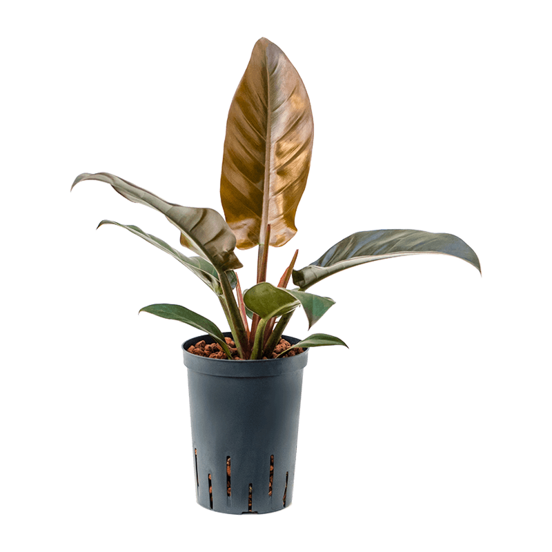 Philodendron 'Imperial Red'