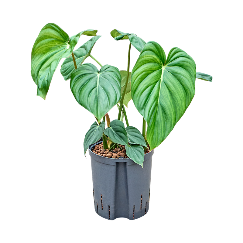 Philodendron 'Mc Dowell'