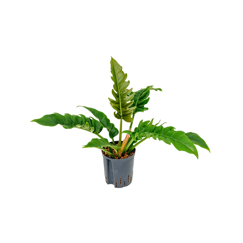 Philodendron 'Narrow'