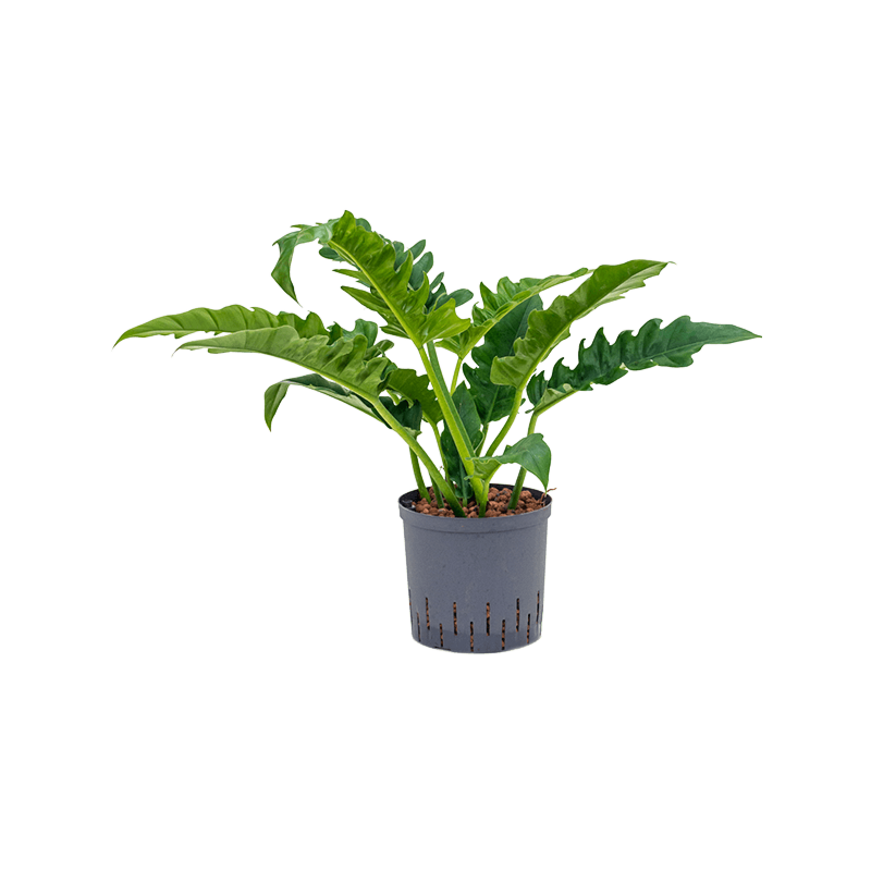 Philodendron 'Narrow'