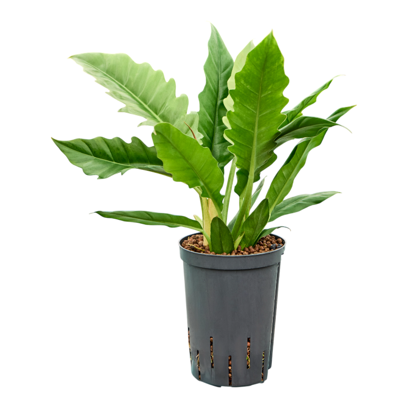 Philodendron selloum 'Narrow'