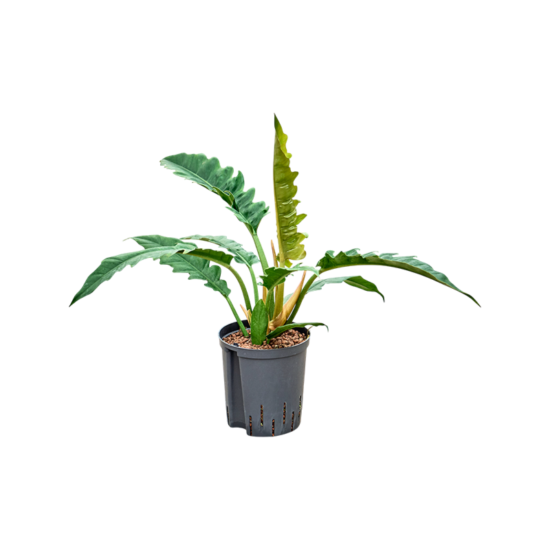 Philodendron selloum 'Narrow'