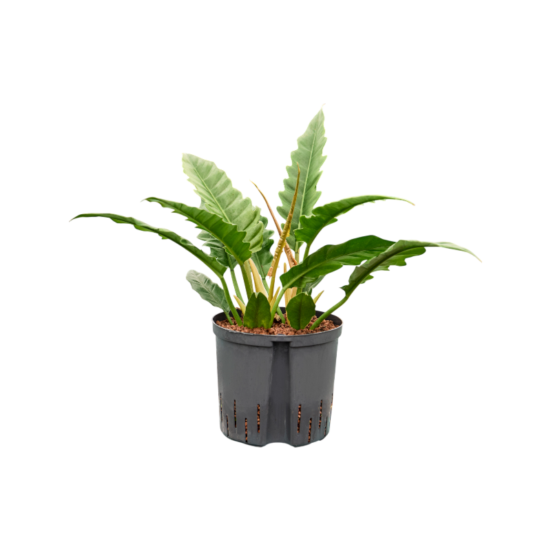 Philodendron selloum 'Narrow'