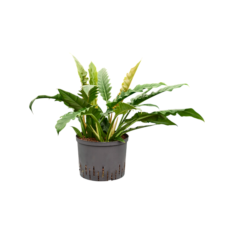 Philodendron selloum 'Narrow'