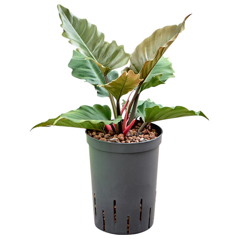 Philodendron 'Narrow Caramel'