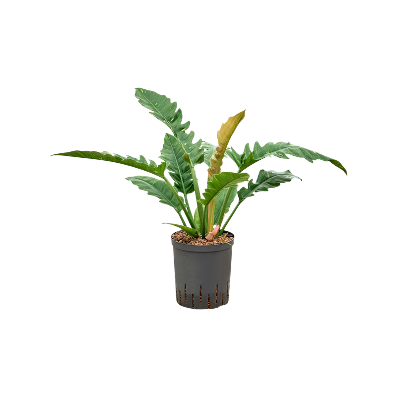 Philodendron narrow 'Ring of fire'