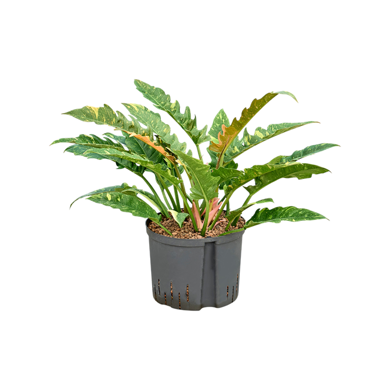 Philodendron narrow 'Ring of fire'