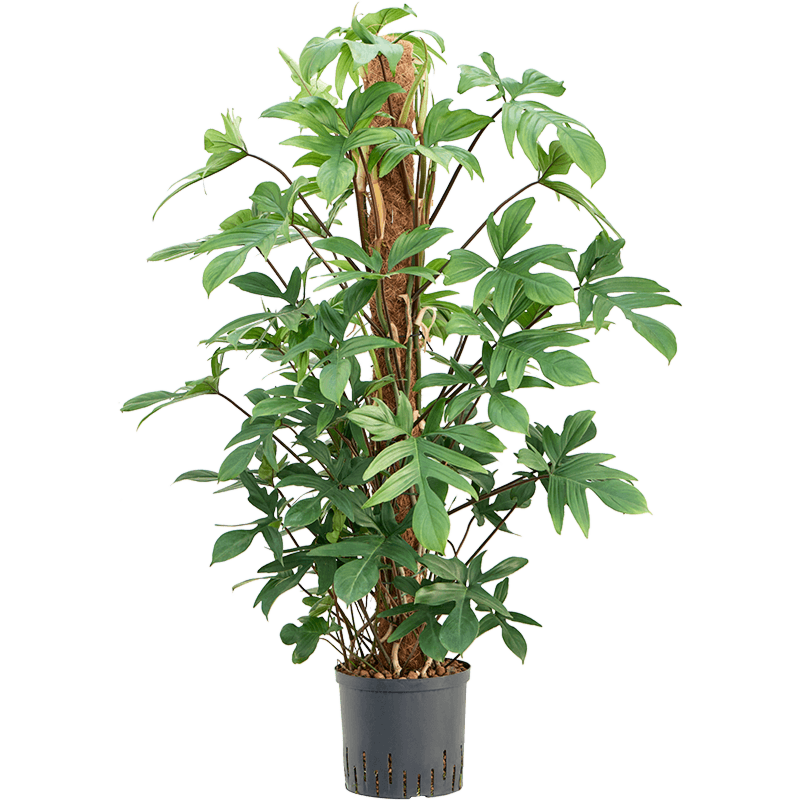 Philodendron pedatum