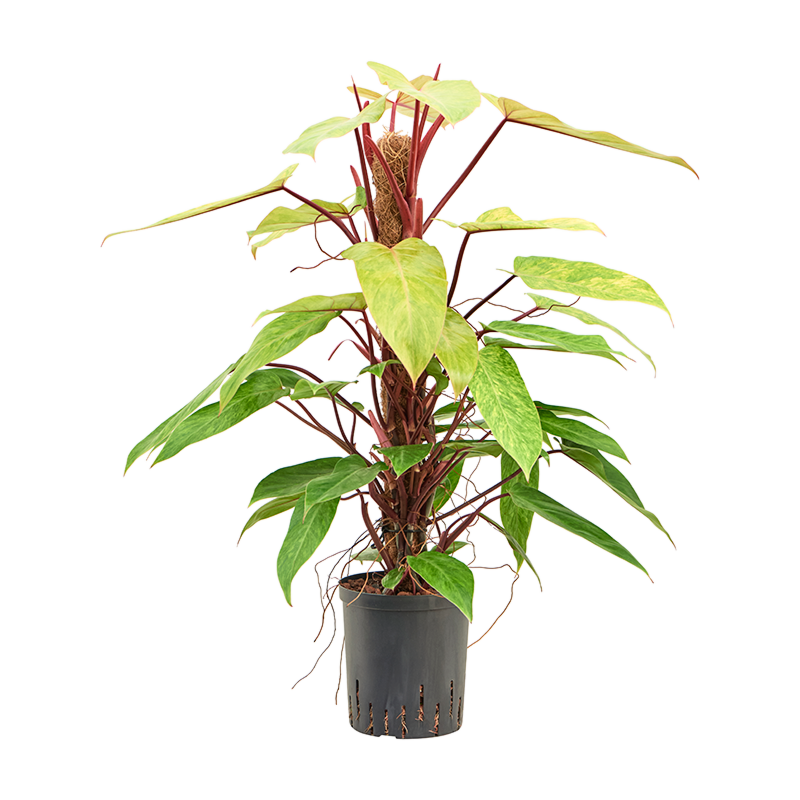 Philodendron 'Painted lady'