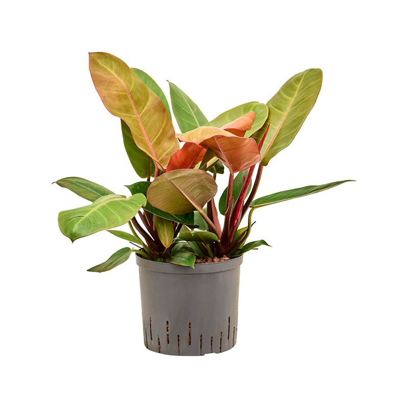 Philodendron 'Prince of Orange'
