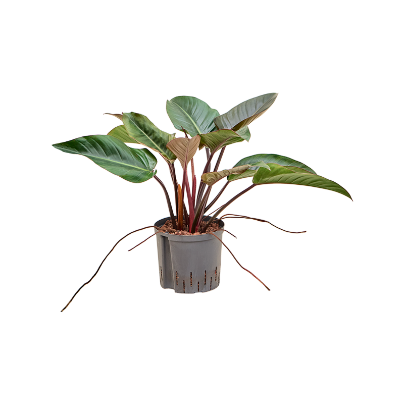 Philodendron 'Red beauty'