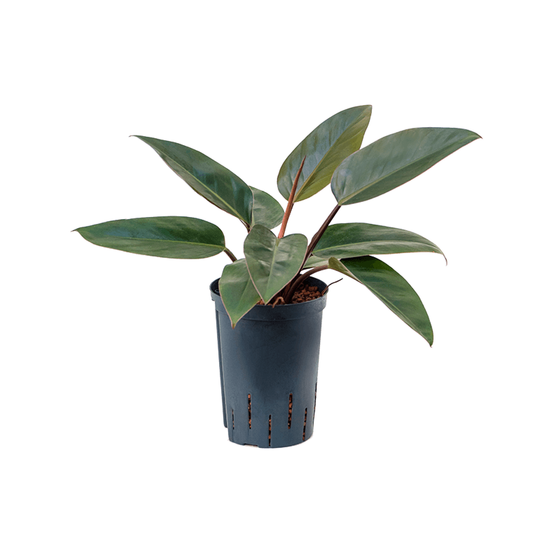 Philodendron 'Red Congo'