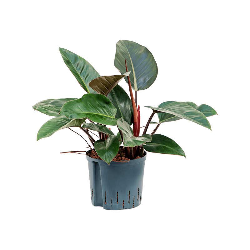 Philodendron 'Red Congo'