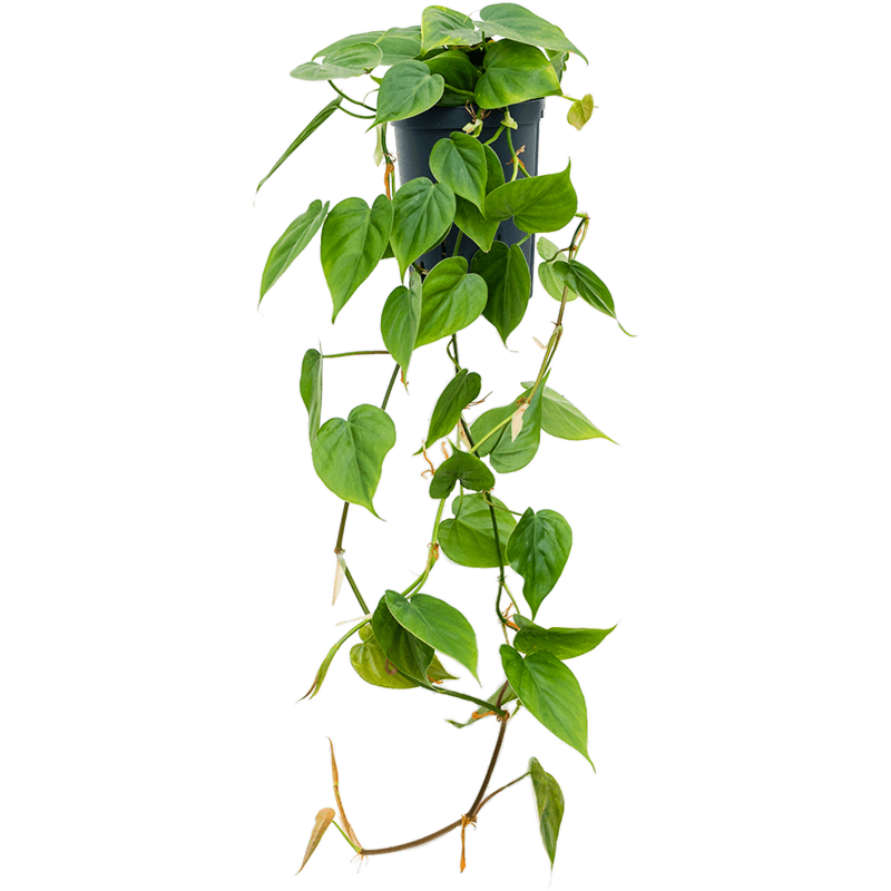 Philodendron scandens