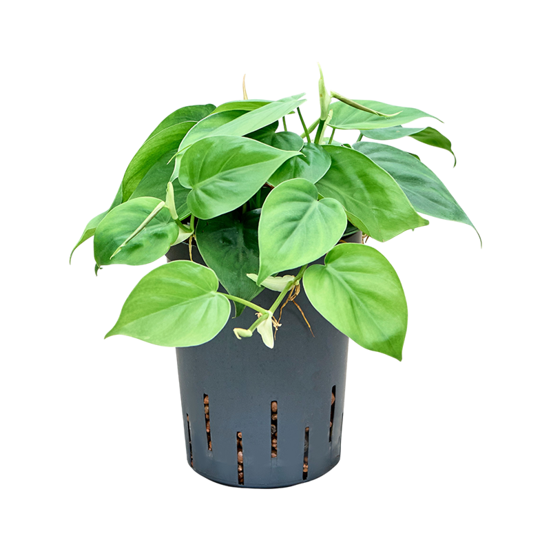 Philodendron scandens