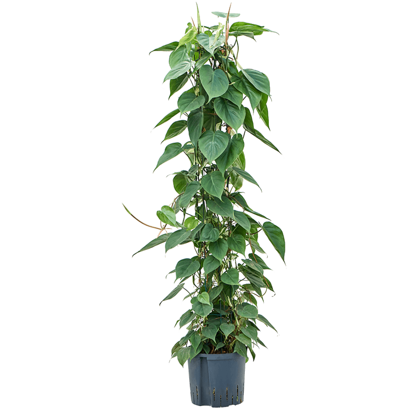 Philodendron scandens