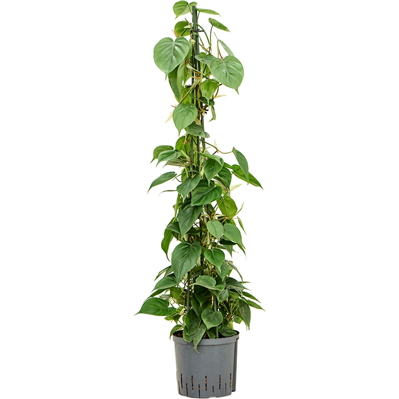Philodendron scandens