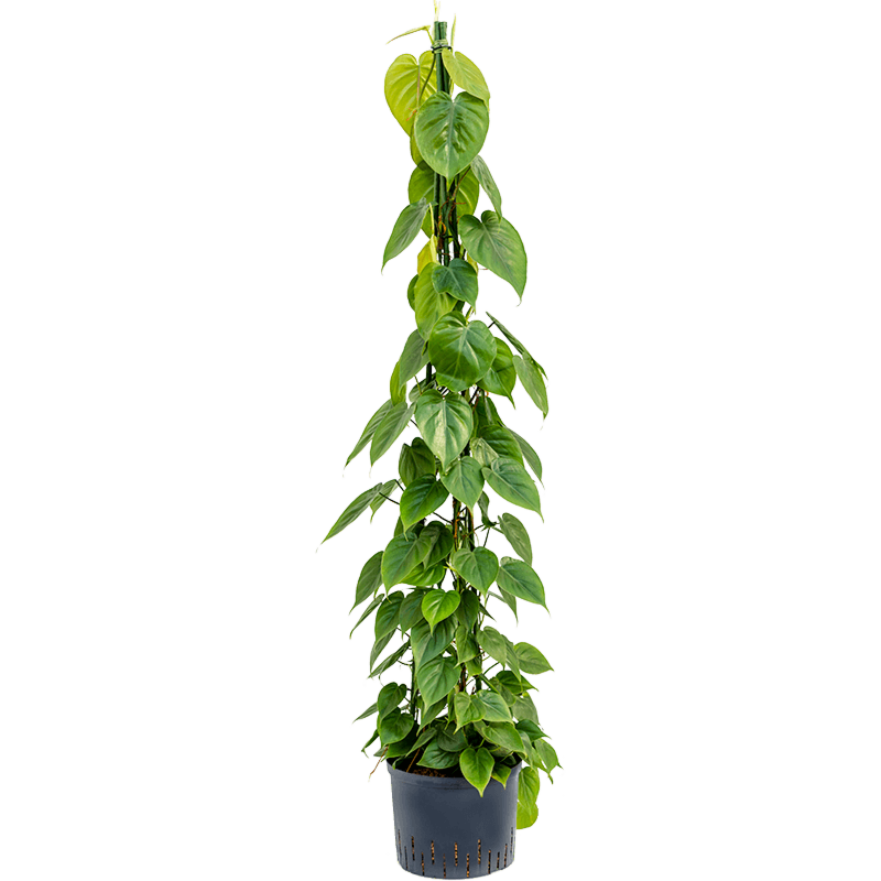 Philodendron scandens