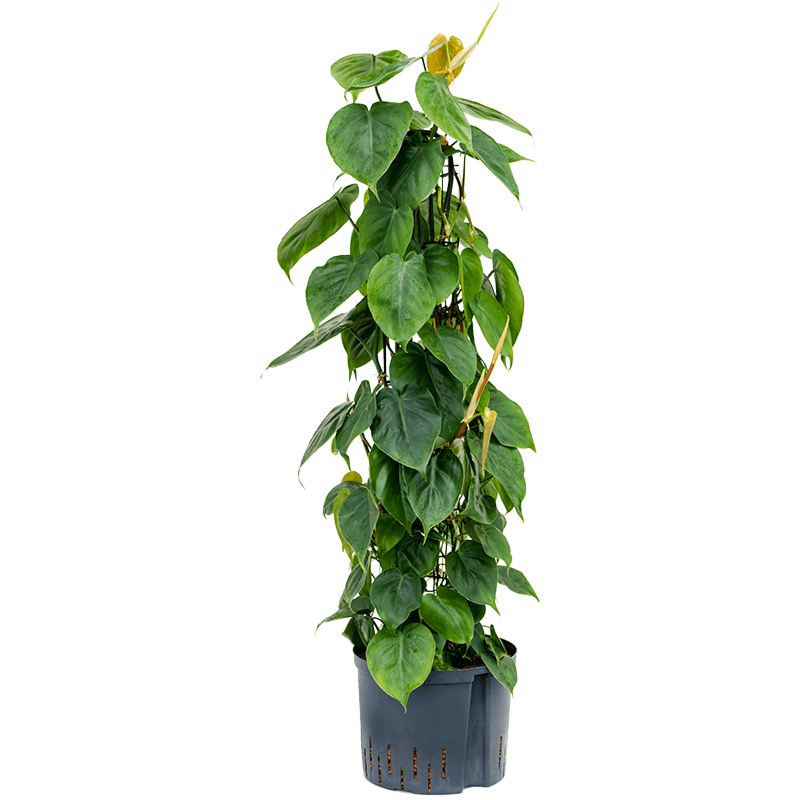 Philodendron scandens