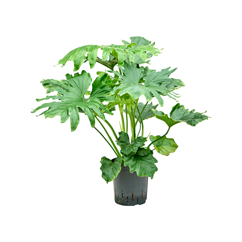 Philodendron selloum