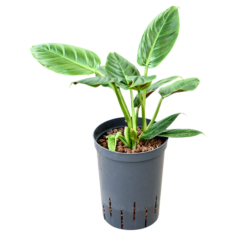 Philodendron 'Subhastatum'