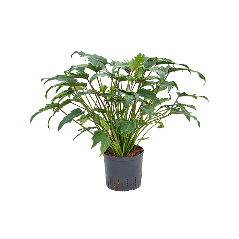 Philodendron 'Xanadu'