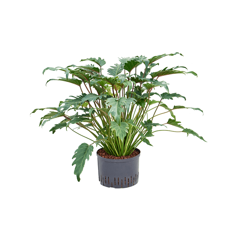 Philodendron 'Xanadu'