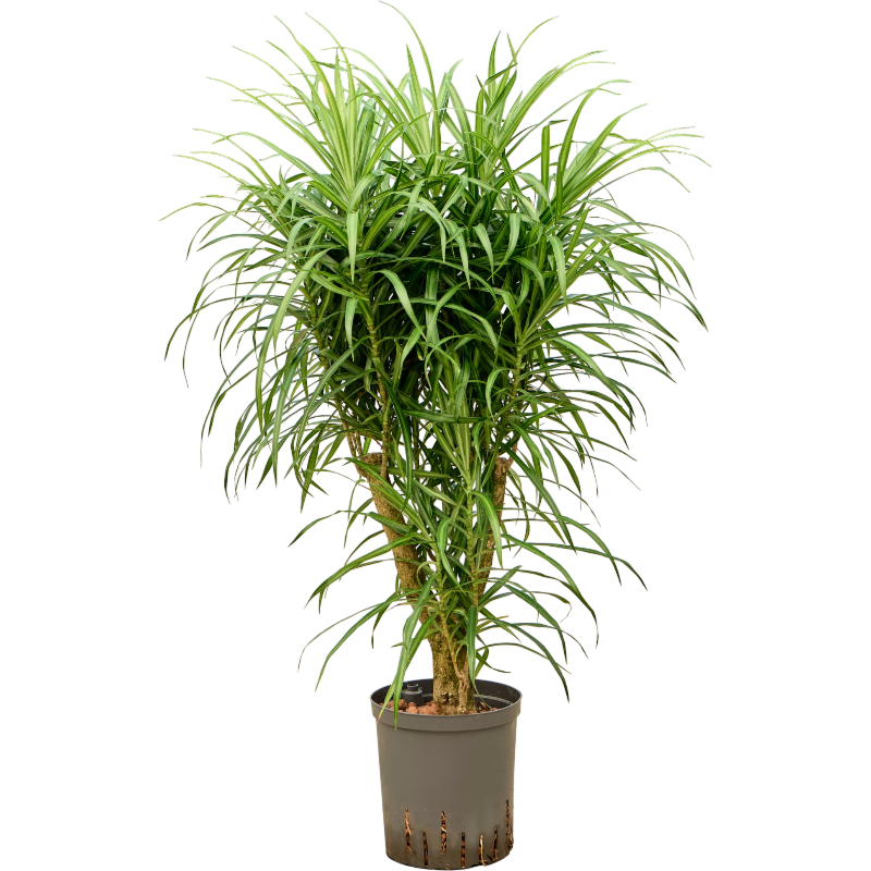 Pleomele (Dracaena) 'Anita Variegata'
