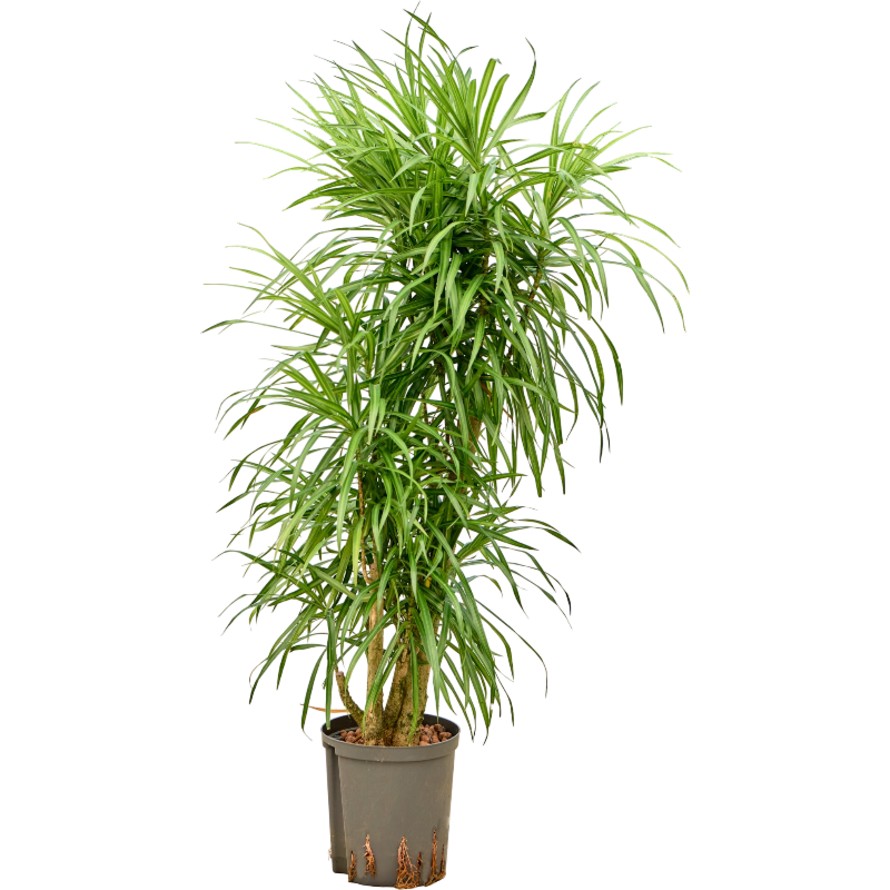 Pleomele (Dracaena) 'Anita Variegata'