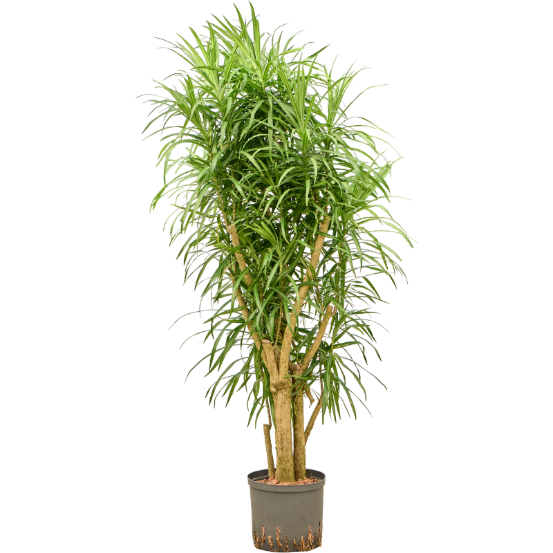 Pleomele (Dracaena) 'Anita Variegata'
