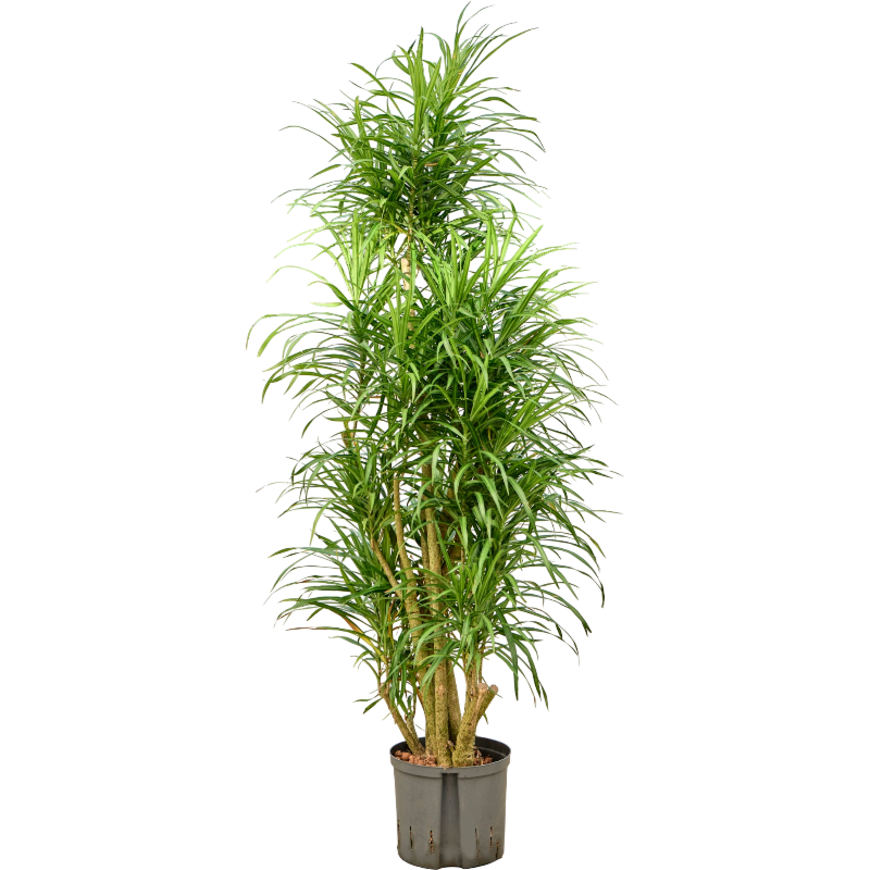 Pleomele (Dracaena) 'Anita Variegata'