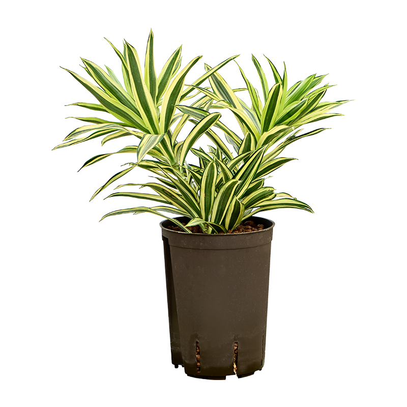 Pleomele (Dracaena) reflexa 'Song of India'
